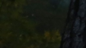 Rim Fire Burns Near Yosemite National Park