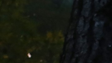 Rim Fire Burns Near Yosemite National Park