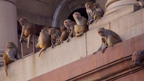 TO GO WITH AFP STORY "LIFESTYLE-ANIMALS"