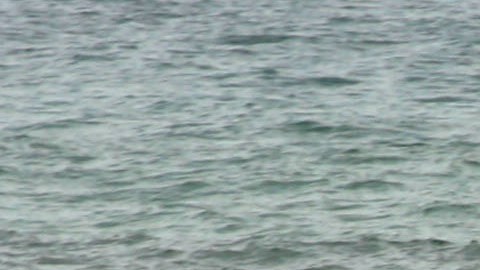 Tiburones playas Florida.