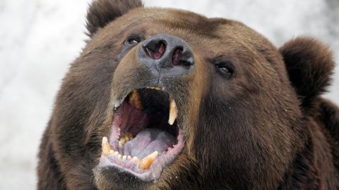 Los osos pardos de Kamchatka son de los más grandes del mundo.