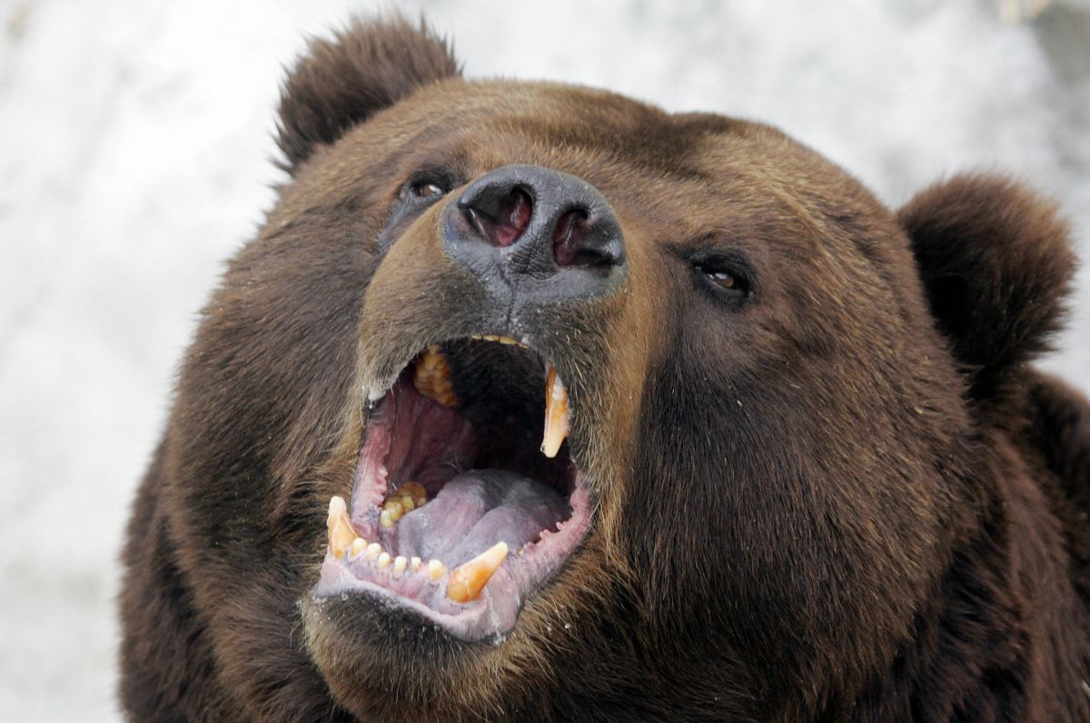 Los osos pardos de Kamchatka son de los más grandes del mundo.