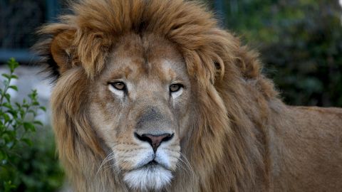 Los leones, un macho y una hembra, saltaron sobre la víctima desde los arbustos y la agarraron por la espalda.