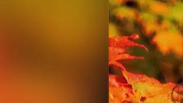 Se desconoce cómo murió Brooke McLaughlin.