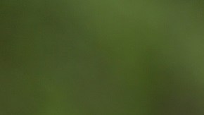 Vitality London 10,000