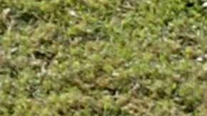 Serie del Caribe 2023 anuncia sus sedes en Venezuela