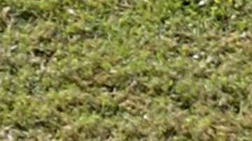 Serie del Caribe 2023 anuncia sus sedes en Venezuela