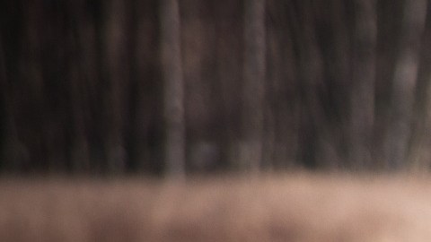 Los perros son una mezcla de pitbull terrier norteamericano, staffordshire norteamericano y un pitbull americano.