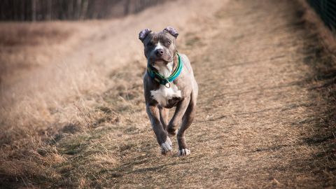 Los perros son una mezcla de pitbull terrier norteamericano, staffordshire norteamericano y un pitbull americano.