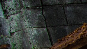 La policía encontró 31 cuerpos, incluidos algunos "en etapas avanzadas de descomposición".