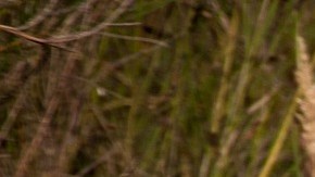 Freddy García perdió la vida cuando una jauría de siete perros lo atacó y le quitó la vida.