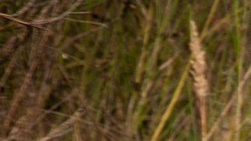 Freddy García perdió la vida cuando una jauría de siete perros lo atacó y le quitó la vida.