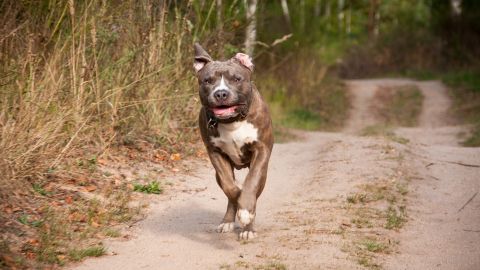 Freddy García perdió la vida cuando una jauría de siete perros lo atacó y le quitó la vida.