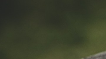 Bruno, el nuevo perro policía de de Fort Myers.