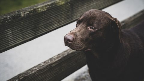 Bruno, el nuevo perro policía de de Fort Myers.