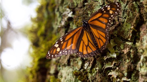 Mariposa monarca