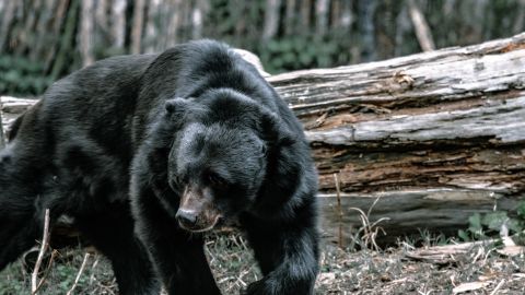 Tres osos negros se acercaron a la casa desde el patio trasero.