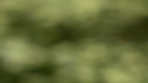 Un pequeño reptil causa muchos problemas a nivel global.