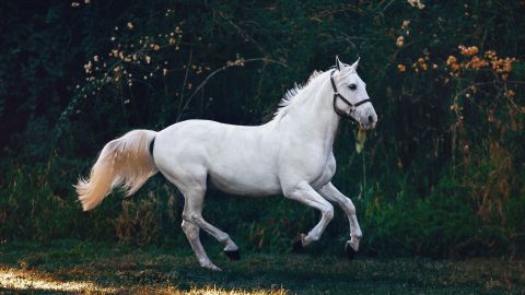 Caballo
