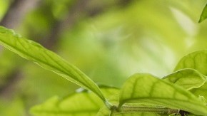 Vinagre de sidra de manzana