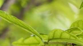 Vinagre de sidra de manzana