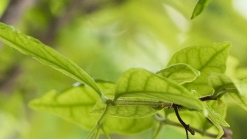 Vinagre de sidra de manzana