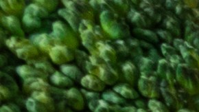 Los alimentos en EE.UU. siguen aumentando de precio a pesar de que hubo menor inflación en julio