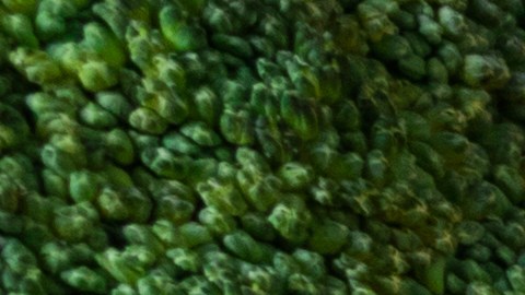 Los alimentos en EE.UU. siguen aumentando de precio a pesar de que hubo menor inflación en julio