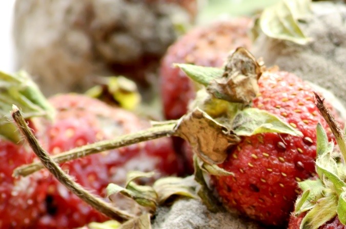 Fresas con moho