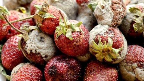 Fresas con moho
