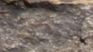 Huellas dinosaurio