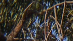 Vendedores ambulantes California