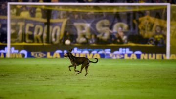 Según informes locales el perro hace vida en el estadio Prof. Luis Alfonso Giagni​ de Villa Elisa, en Paraguay.