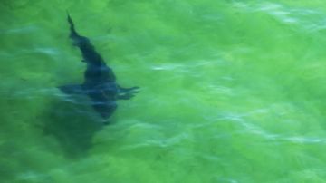 En las imágenes se puede ver al gran tiburón blanco acercándose al bote.