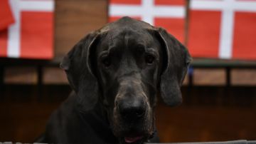 Perro gran danés