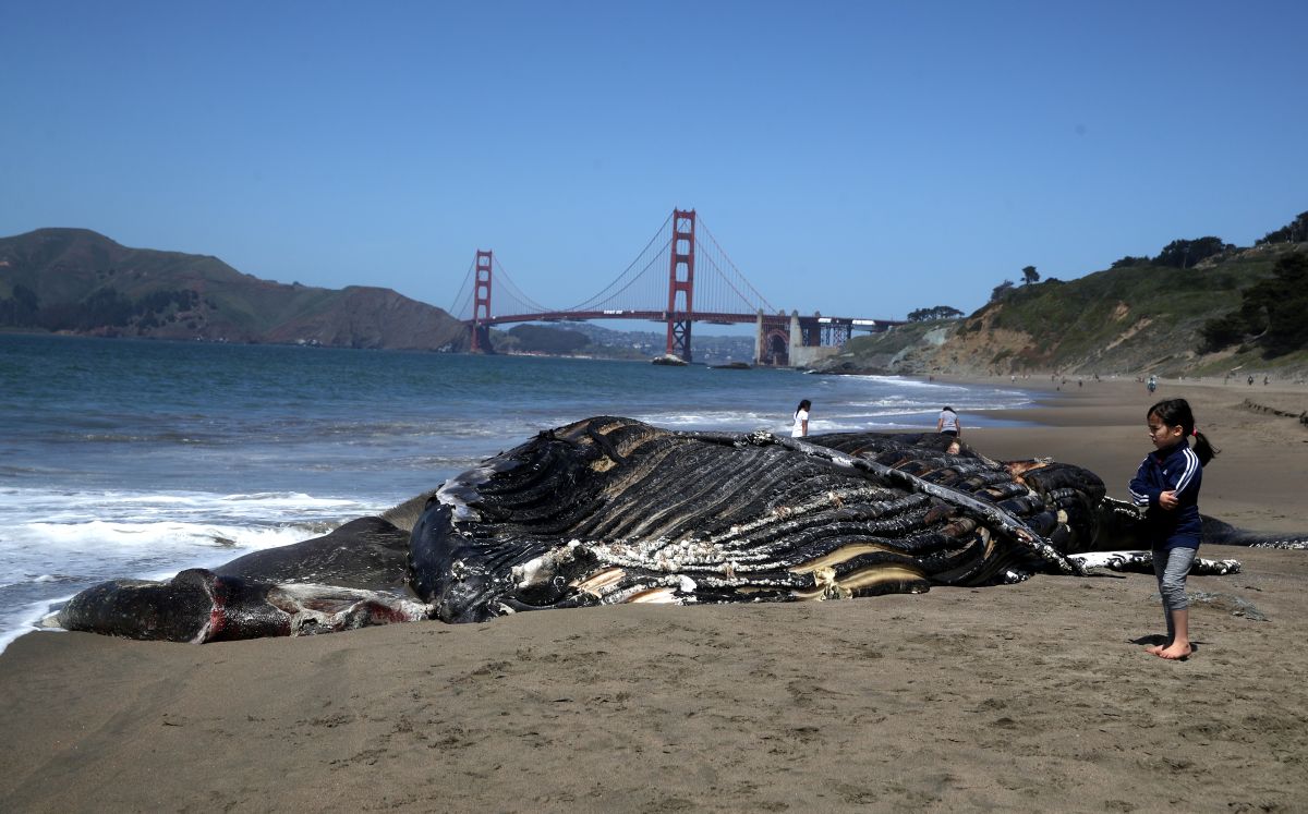 Ballena muerta en playa de San Francisco/Archivo.