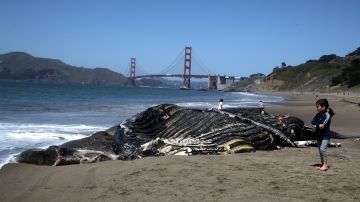 Ballena muerta en playa de San Francisco/Archivo.