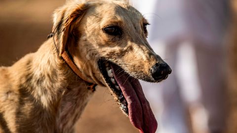 El caso de Francia ocurrió en un hogar donde dos hombres viven con su galgo italiano macho.