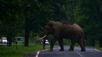 Los elefantes entraron en una aldea en el distrito de Goalpara del estado de Assam.