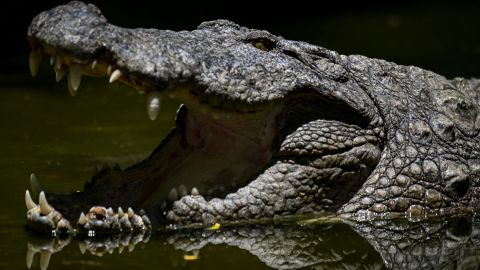 El ataque de cocodrilo se registró en el estado occidental de Gujarat.