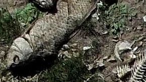 Miles de peces han aparecido muertos en el río Oder que atraviesa Alemania y Polonia.