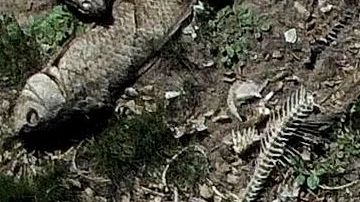 Miles de peces han aparecido muertos en el río Oder que atraviesa Alemania y Polonia.