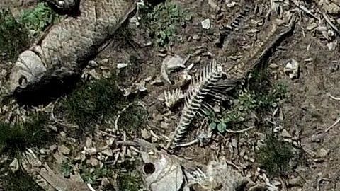 Miles de peces han aparecido muertos en el río Oder que atraviesa Alemania y Polonia.