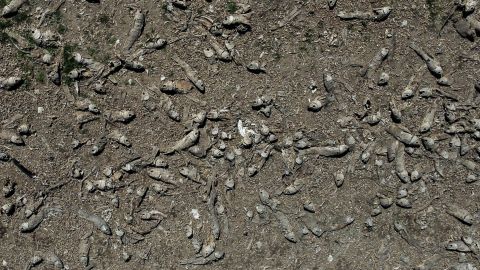 Miles de peces han aparecido muertos en el río Oder que atraviesa Alemania y Polonia.