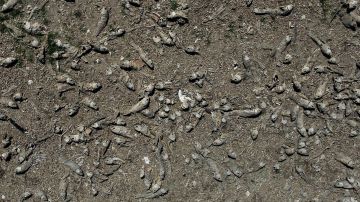 Miles de peces han aparecido muertos en el río Oder que atraviesa Alemania y Polonia.