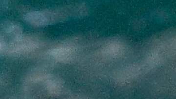 El video del león marino fue filmado en Baja California Sur.