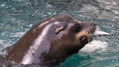 El video del león marino fue filmado en Baja California Sur.