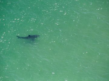 Tres tiburones atacaron al niño de 8 años en las Bahamas.