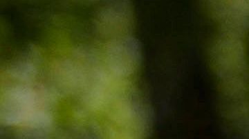 El Fiscal revisará el caso del caballo "Ryder".