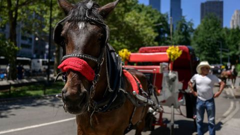 El Fiscal revisará el caso del caballo "Ryder".